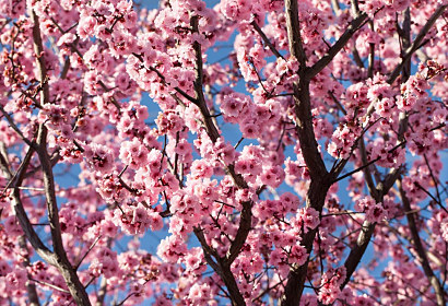 Fototapeta Ružové kvety na konároch stromu 1366